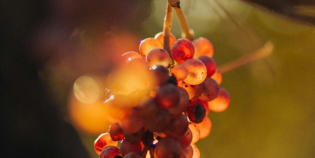 Weinprobe: Autochthone Rebsorten