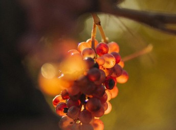 Weinprobe: Autochthone Rebsorten