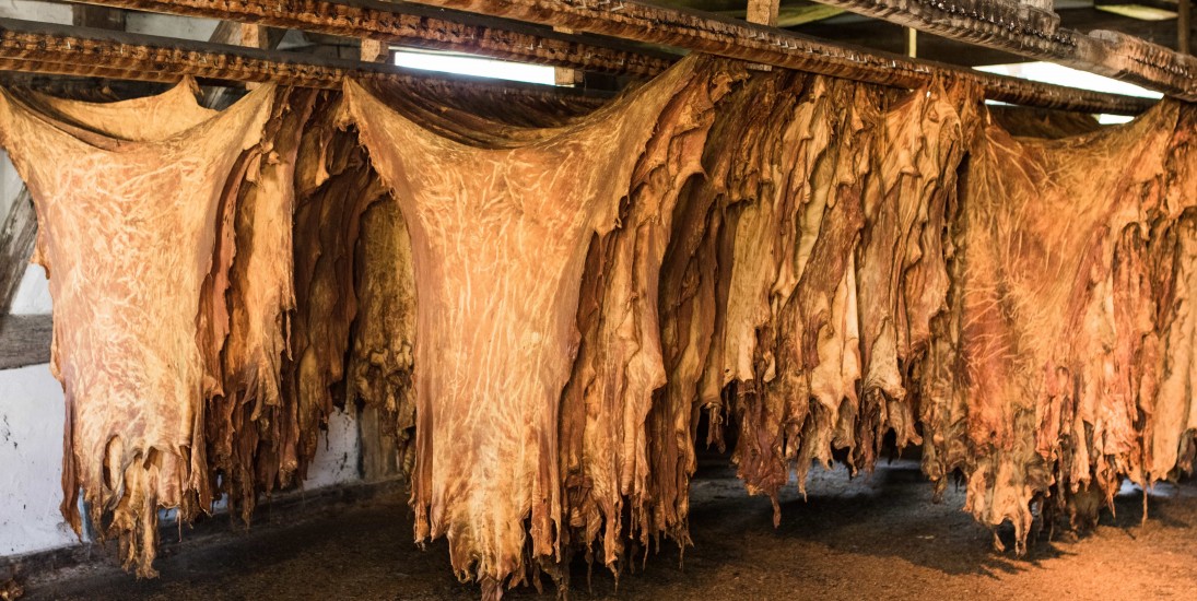 Auf den Spuren der Gerber