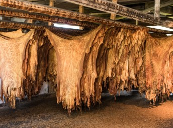 Auf den Spuren der Gerber