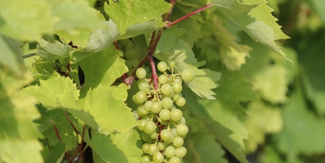 Weinprobe: Riesling aus Deutschland