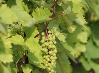 Weinprobe: Riesling aus Deutschland