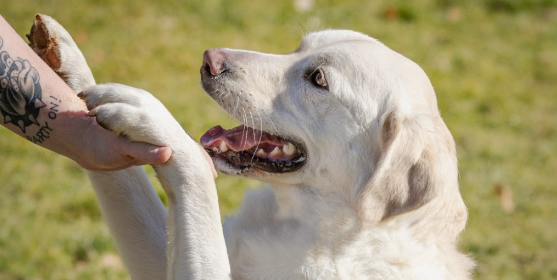 Tierheimfest Biberach